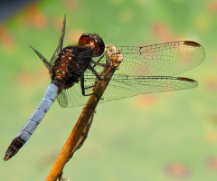 Blue dragonfly 