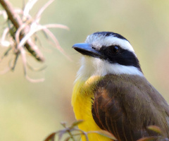 Pitangus sulphuratus 