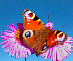 SCHMETTERLING