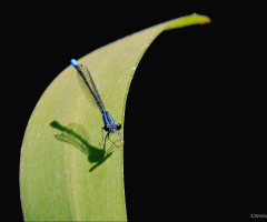 Little blue dragonfly 