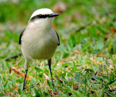 Lavadeira-mascarada (Fluvicola nengeta) 