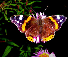 SCHMETTERLING