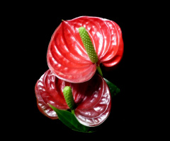 BLÜTEN
