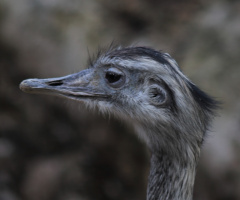 An ostrich close up