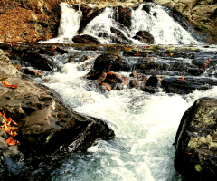 Ordu Akçaova ırmağı