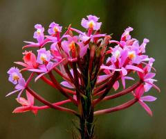 Epidendrum orquídea