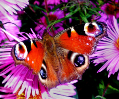 SCHMETTERLING