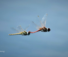 Love dance in the air