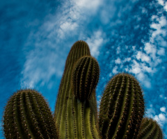 A Mighty Saguaro