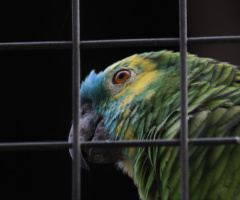 In captivity but happy