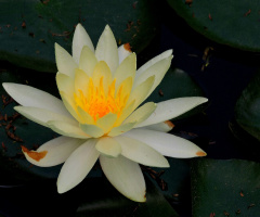 White Nymphae 