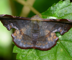 Fascellina sp.
