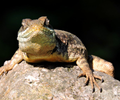Lagartixa