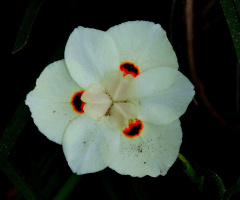 Dietes Iridioides