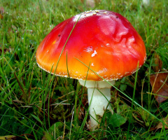 FLIEGENPILZ