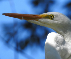 Great Egret