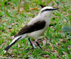 Fluvícola nengeta 