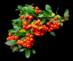BEEREN