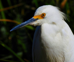 Garça branca pequena 