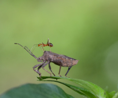 the rider