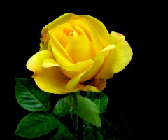 BLÜTE