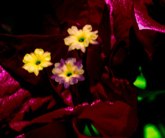 Micro Colors