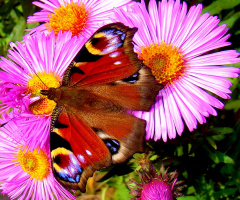 SCHMETTERLING