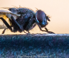 A Fly