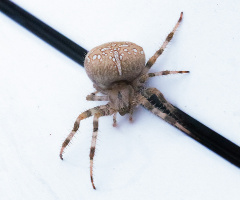 Örümcek 2