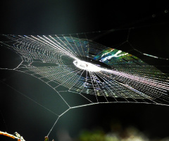 Cobweb