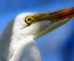 Nictitating eye membrane