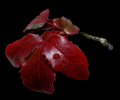 HERBST / REGENTROPFEN