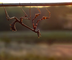 Mantis