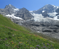 Flowerfield