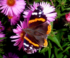 SCHMETTERLING