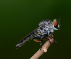 robber fly