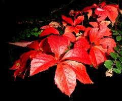 HERBST