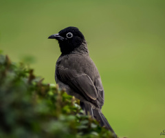 White-spectacled Bulbul 