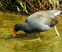 Gallinula chloropus 