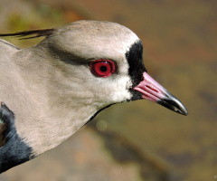 Vanellus chilensis 
