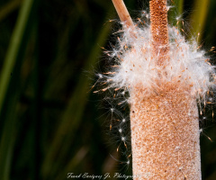 Cotton From Water