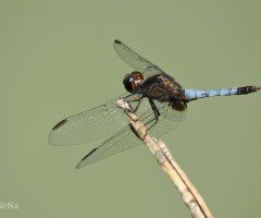 Blue dragonfly 
