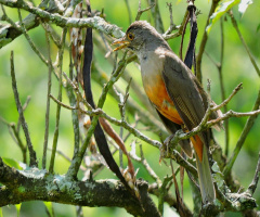 Singing 
