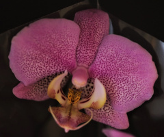 Orchid
