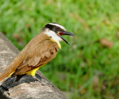 Bem-te-vi