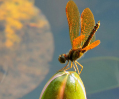 Mini Dragonfly 