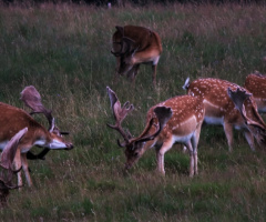 Together on the plain