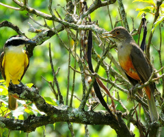 Chatting...