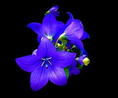 BLÜTEN