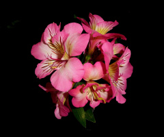 BLÜTEN